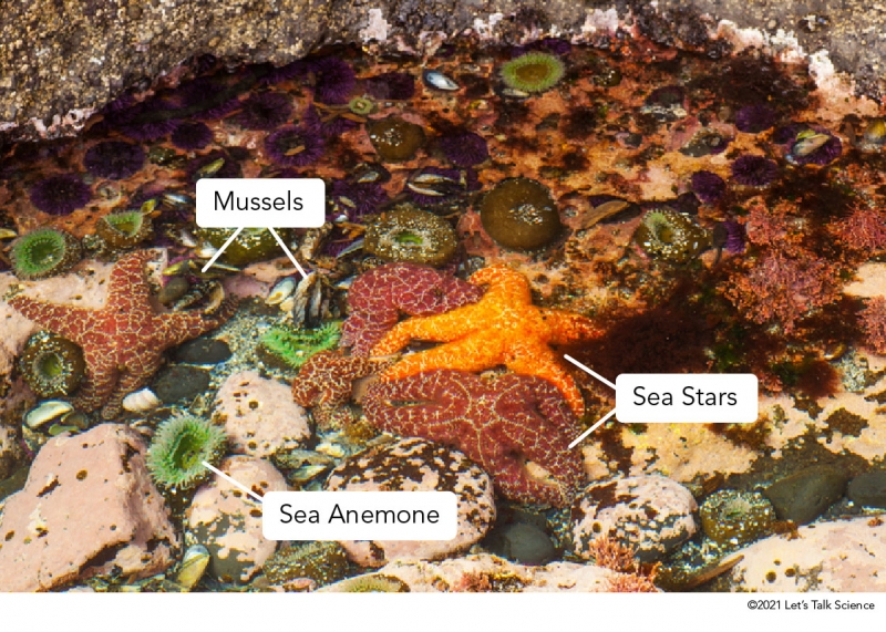 Sea stars, sea anemones, and mussels in a tide pool