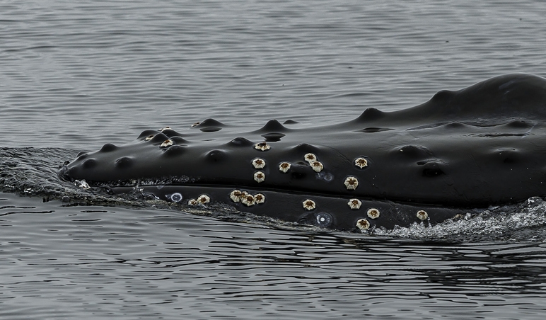 Barnacles on the skin of a Humpback whale