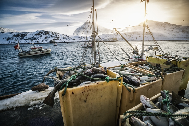 Industrial cod fishing in Northern Norway