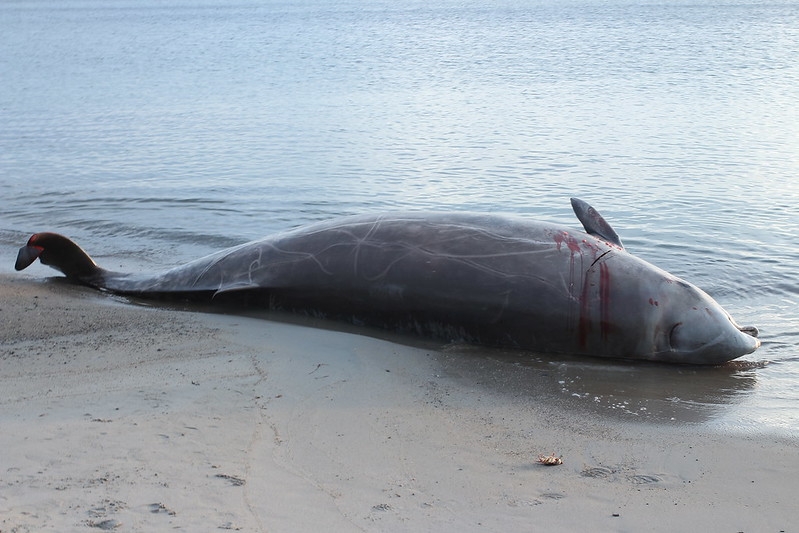 Cuvier's Beaked Whale stranded on the shore in Newfoundland