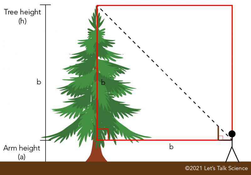 Diagram of how to measure the height of a tree using a stick