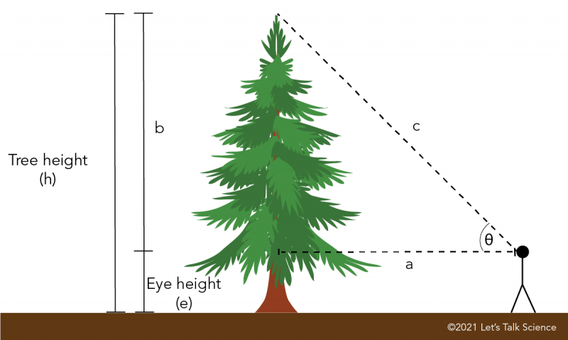Heights and angles involved in measuring a tree