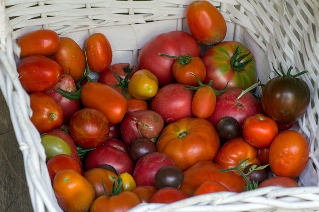 Many varieties of tomatoes are pictured. Tomatoes come in all different colours, shapes, and sizes.