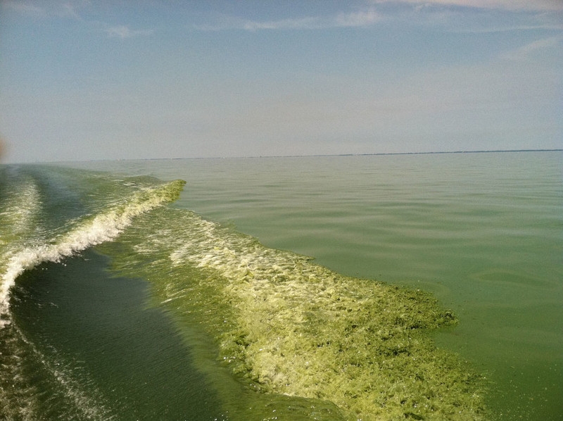 Harmful algal bloom in Lake Erie, July 2011