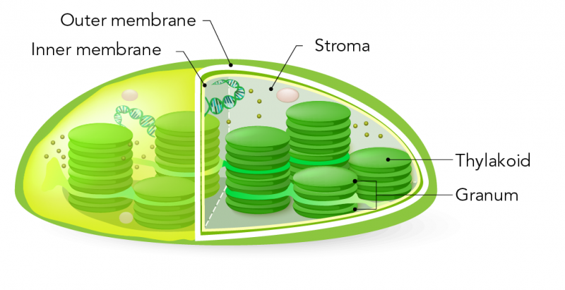 Structure of a chloroplast