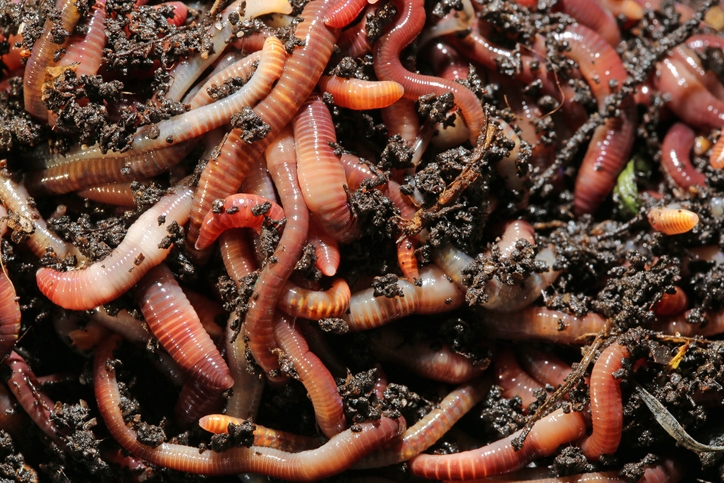 Colour photo of a mass of earthworms on the surface of soil.