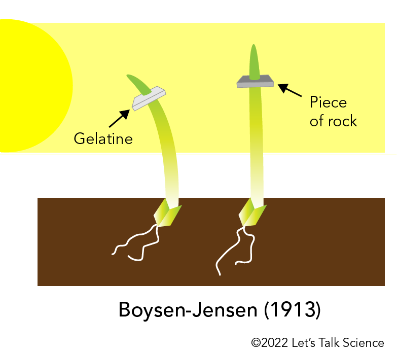 Experiments done by Boysen-Jensen