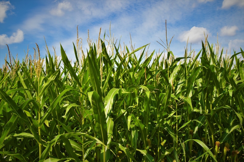 Green growing corn field against an idyllic blue sky