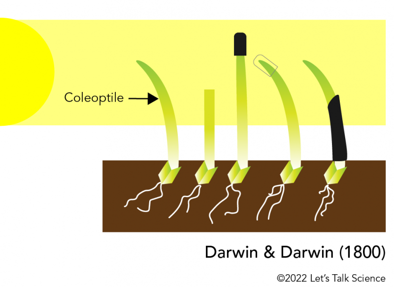 Experimental treatments used by Darwin & Darwin