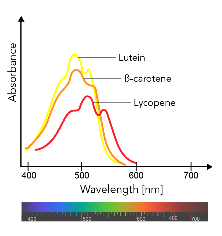 Graph of absorbance over wavelength in nanometers for carotenoids
