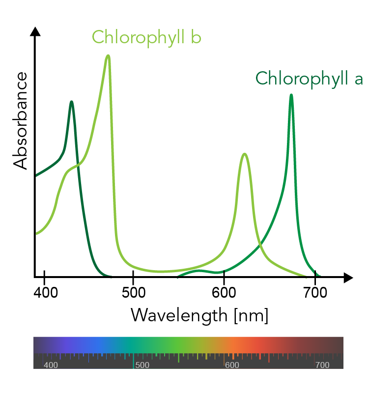Graph of absorbance over wavelength in nanometers for chlorophyll