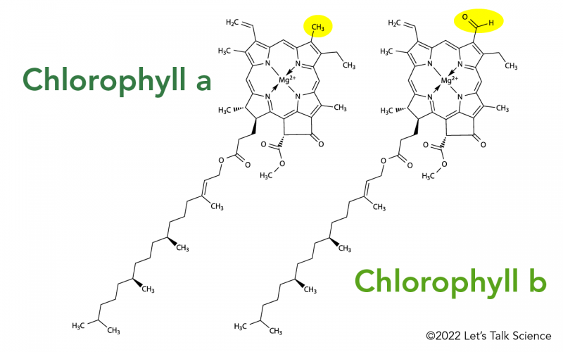 Chemical diagrams of chlorophyll molecules