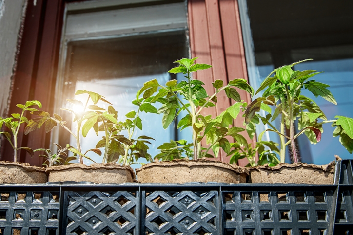 A row of plants growing in planters on a balcony