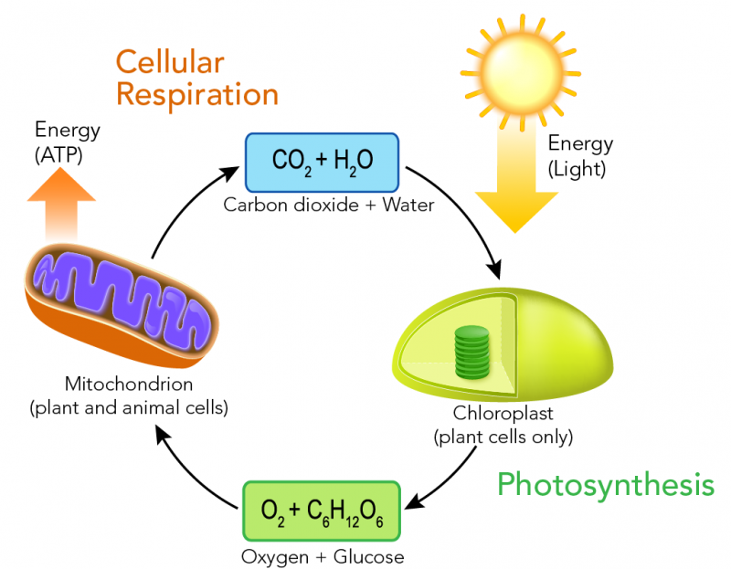 Organelles and processes involved in cellular respiration and photosynthesis