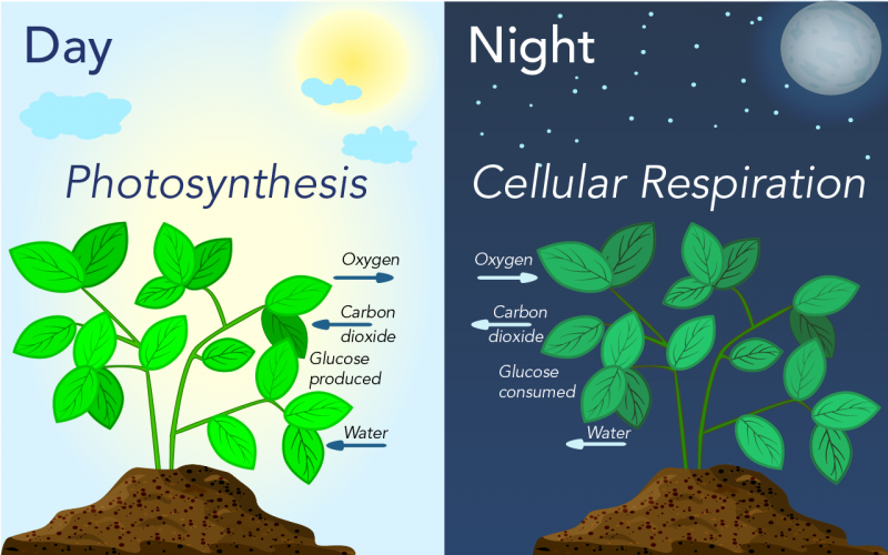 Comparison of photosynthesis and cellular respiration