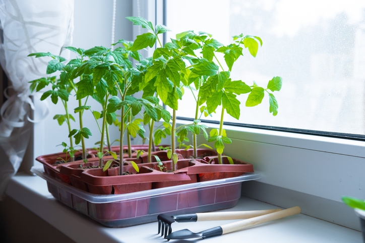 Tomato seedlings in planters next to a window.