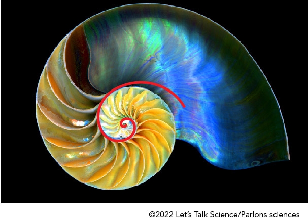 Golden spiral outlined on a Nautilus shell