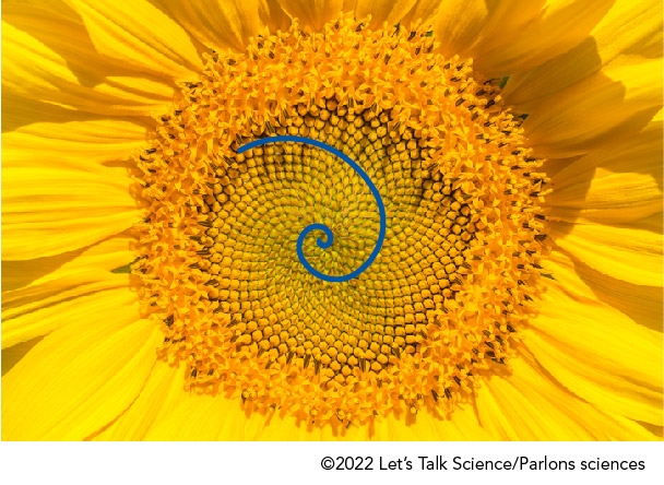 Fibonacci spiral outlined on a sunflower