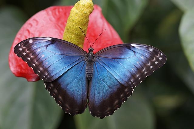 Blue morpho butterfly on a pink flower