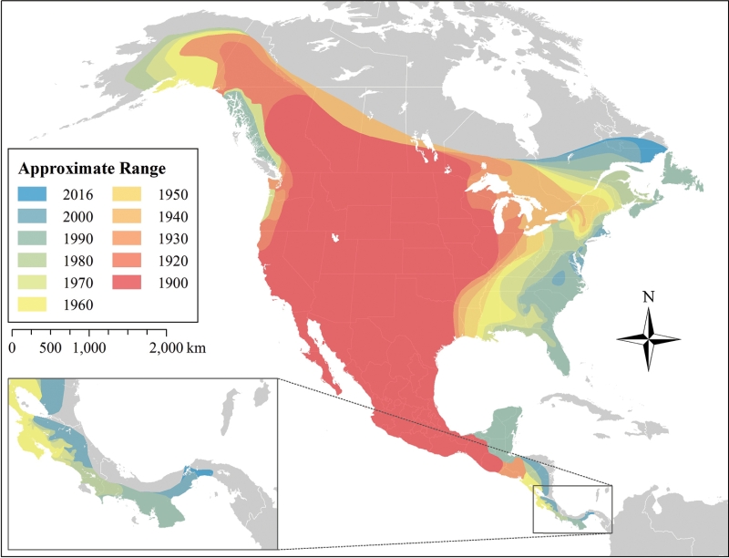 Map showing the expansion of coyote ranges over time.