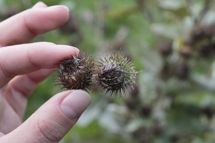 Burrs held between finger and thumb