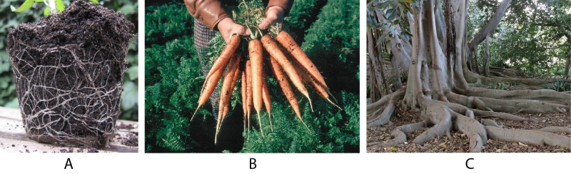 Fibrous roots of a tomato plant (A), taproots of carrot plants (B) and buttress roots of a fig tree (C)