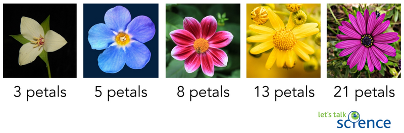 Shown are five colour photographs of different, single flowers, arranged in a row and labelled with their number of petals.