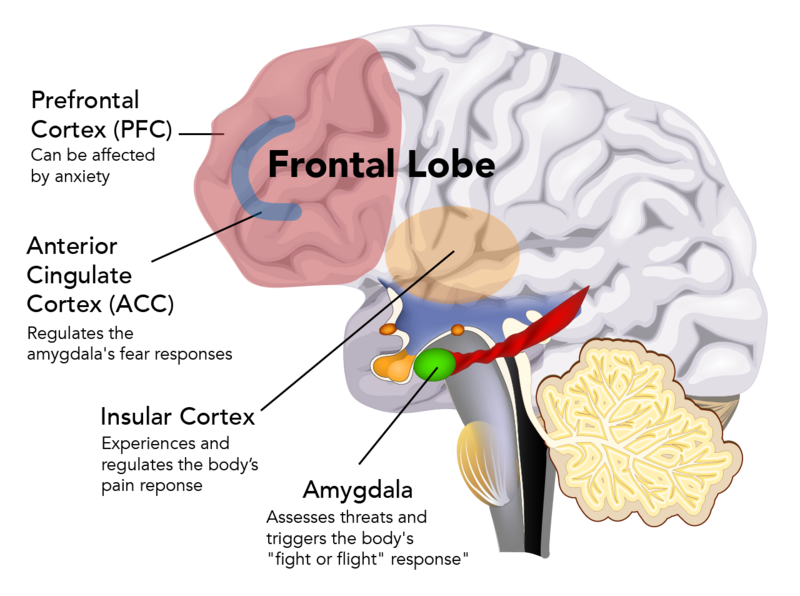 Shown is a colour diagram of a brain with four structures labelled. 