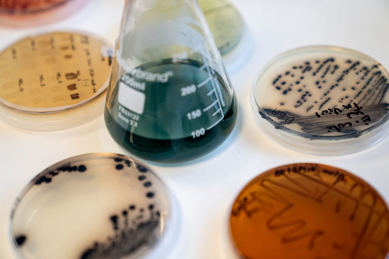 Shown is a colour photograph of petri dishes and a beaker filled with bright coloured materials. 