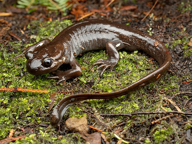 Shown is a colour photograph of a long, shiny brown salamander.