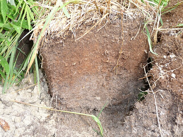 Shown is a colour photograph of a wedge-shaped piece of soil that has been dug from the ground. The soil looks like it has been sliced from the land around it.