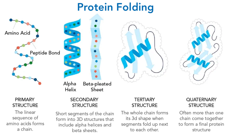 Shown is a colour illustration of proteins during the four steps of folding.