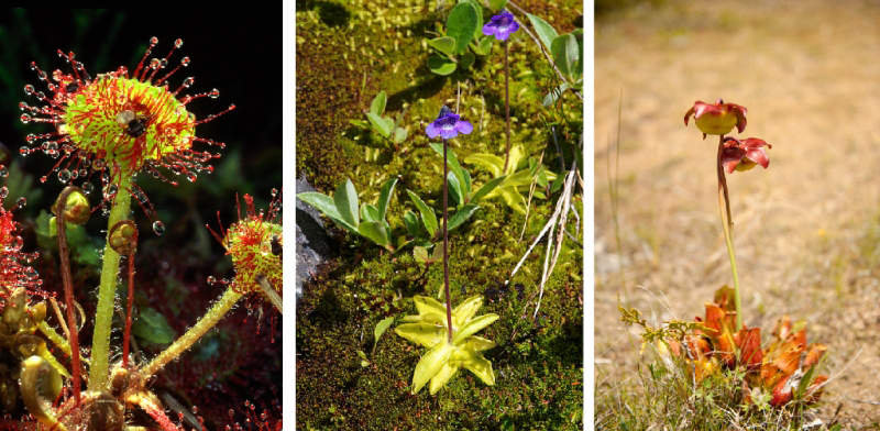Shown are three side-by-side colour photographs of different carnivorous plants.