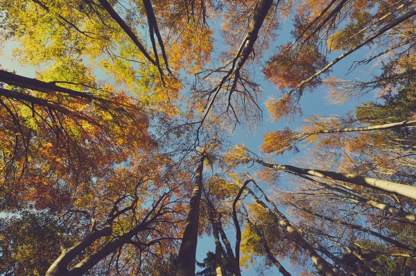 Looking up a Deciduous Trees