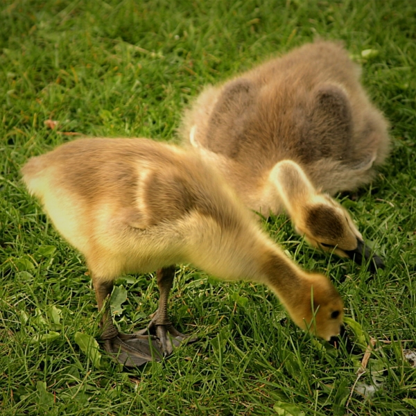 Goslings are baby geese