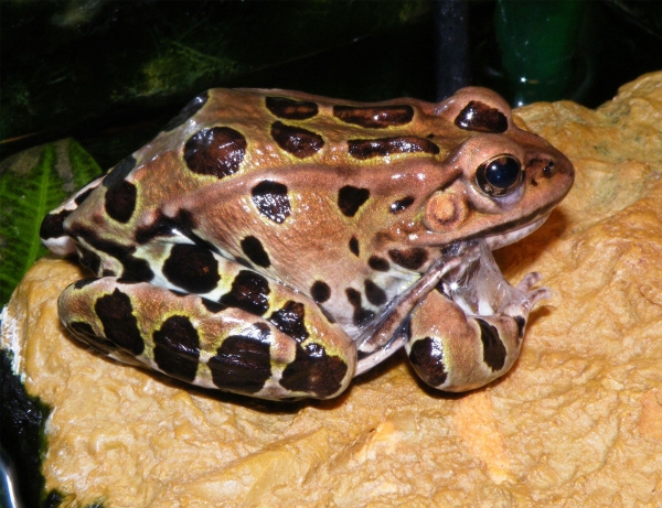 An adult frog on a leaf