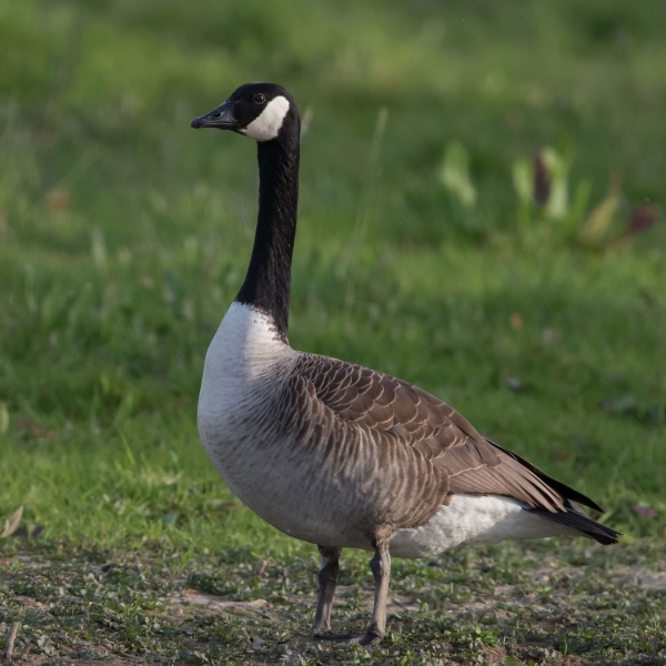 Adult Canada Goose