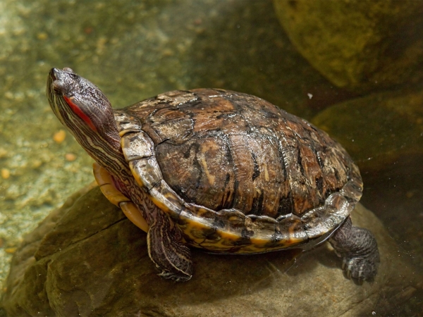 Adult turtle perched on a rock