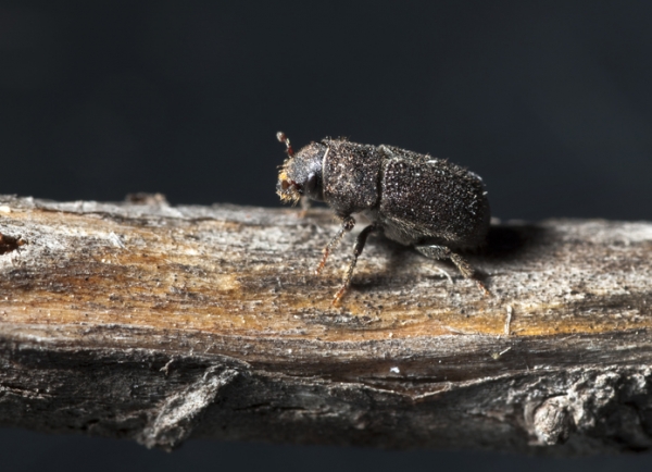 Mountain pine beetle 