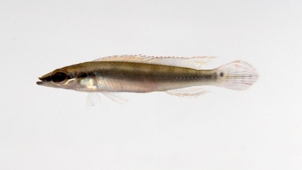 Pike Cichlid (Cichlidae Crenicichla): a voracious guppy predator 