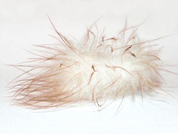 Close-up photo of a down feather 