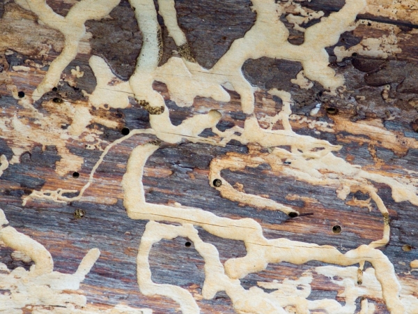 Damage to tree bark caused by mountain pine beetles 