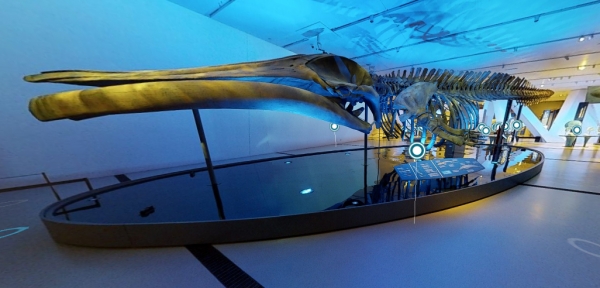 See the whale virtually using this interactive exhibit walkthrough from the Royal Ontario Museum.