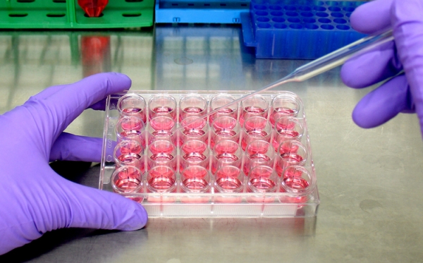 Cells being prepared in a tissue culture lab