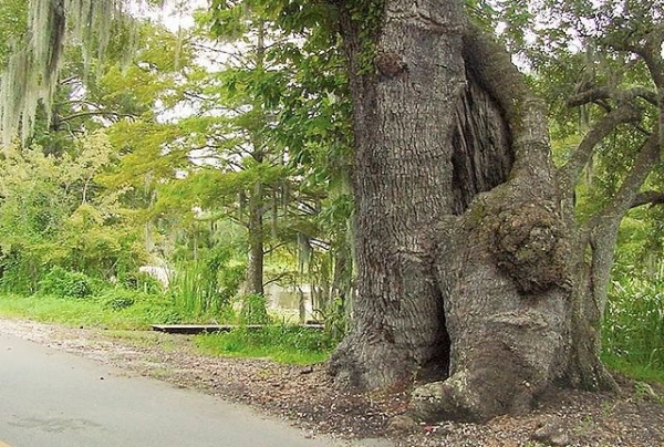 Mother tree by the side of the road