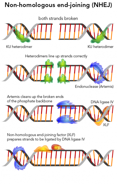 The process of non-homologous end-joining
