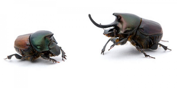 Small-horned (left) and large-horned (right) morphs of the dung beetle Onthophagus nigriventris