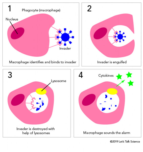 The process of phagocytosis