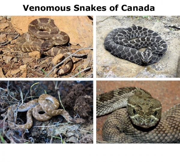 Venomous snakes of Canada