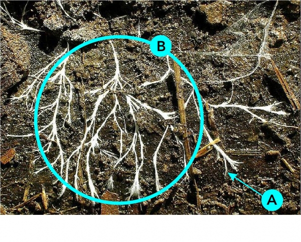 Thin fungal hyphae (A) form branching mycelium networks (B) 